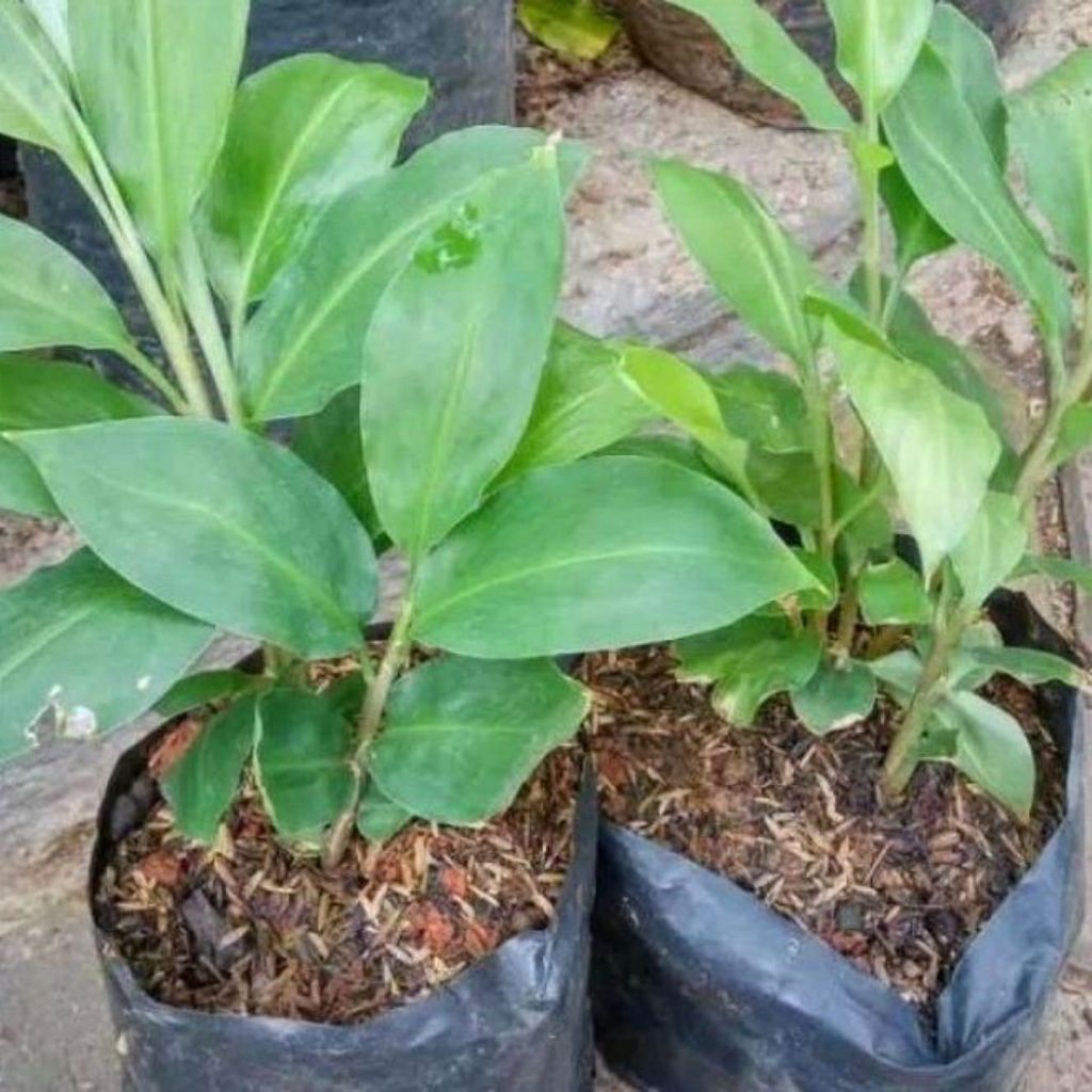 tanaman hias lempuyang - bibit tanaman herbal lempuyang