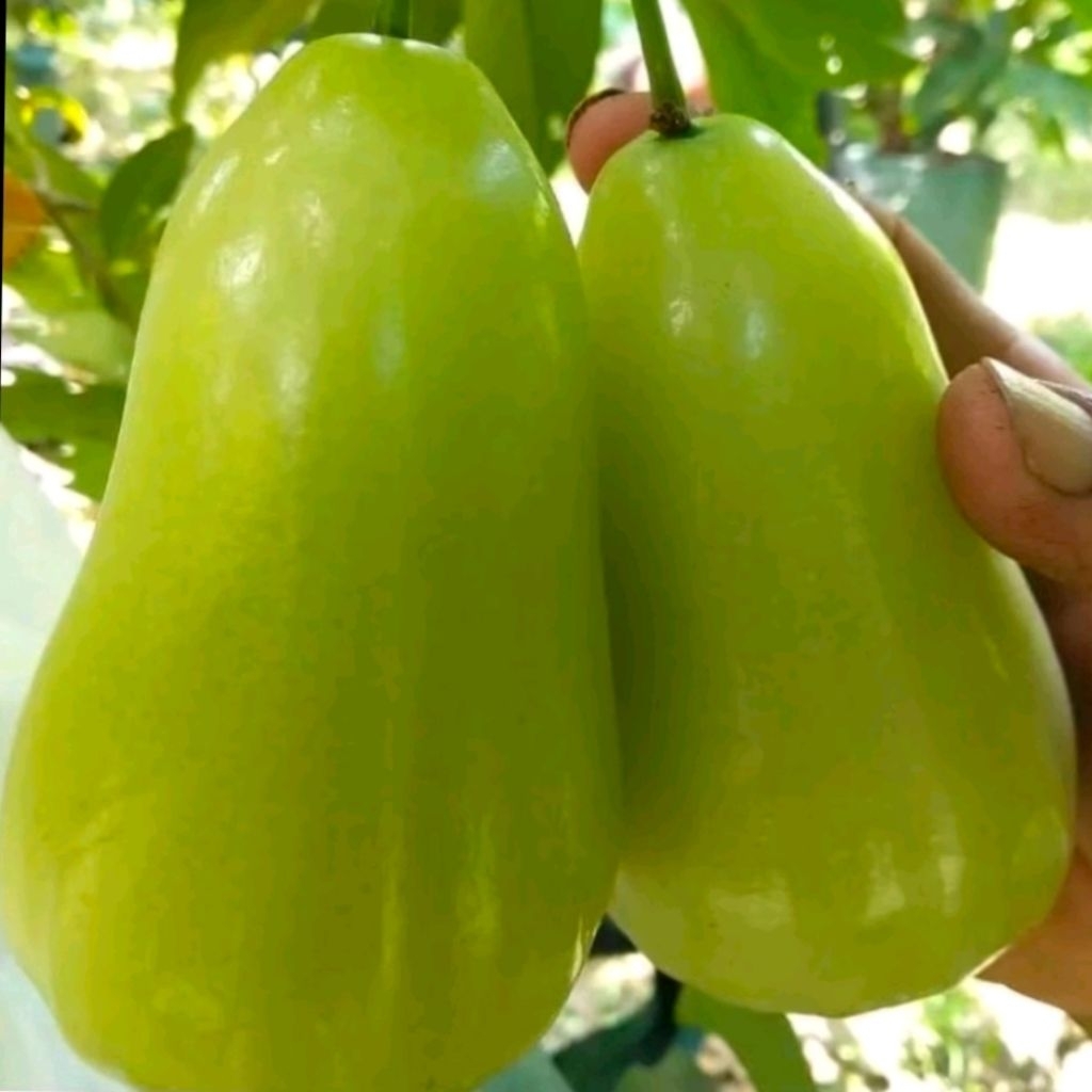 Tanaman pohon jambu jenis salju okulasi