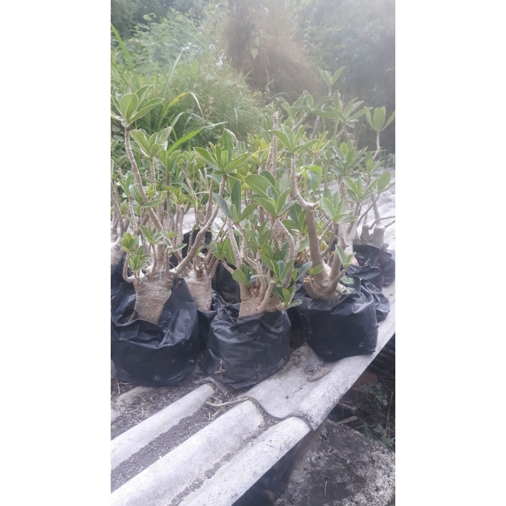 Kyoolaa Adenium Arabicum Rcn Dan Hibrid Ukuran Sedang Bunga Kamboja Jepang Arabicum Mawar Gurun
