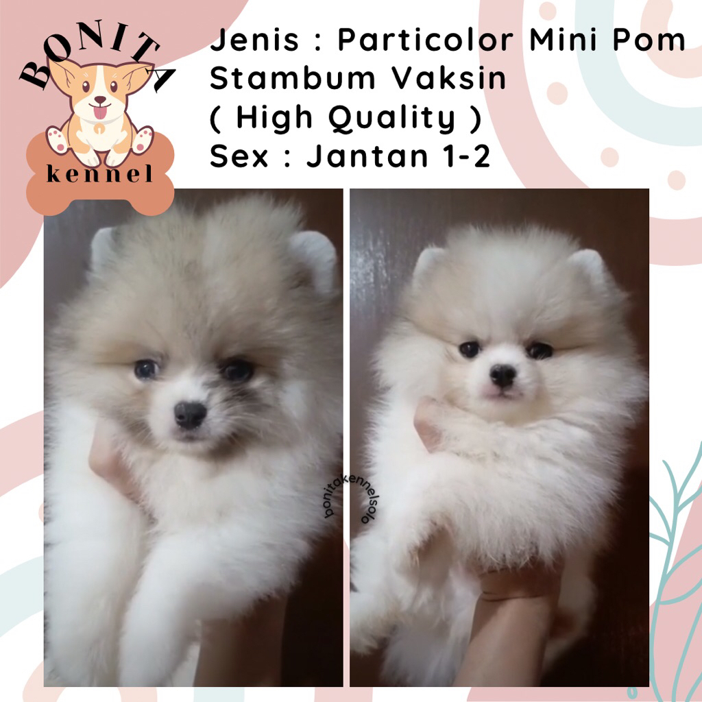 Particolor Super Mini Pomeranian Stambum Jantan Betina Anakan Anjing Mini Pom Minipom