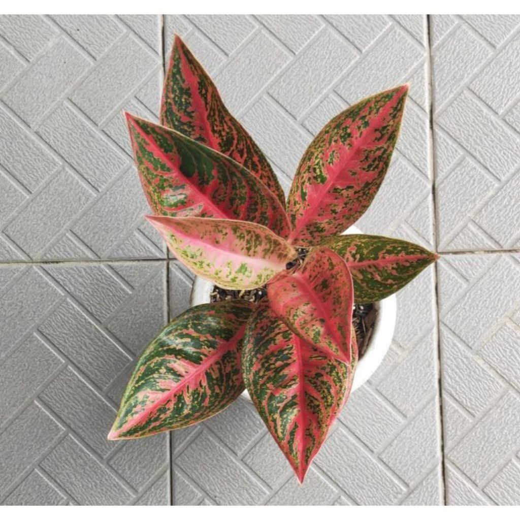 Tanaman hias Aglonema Reanita Surya anakan