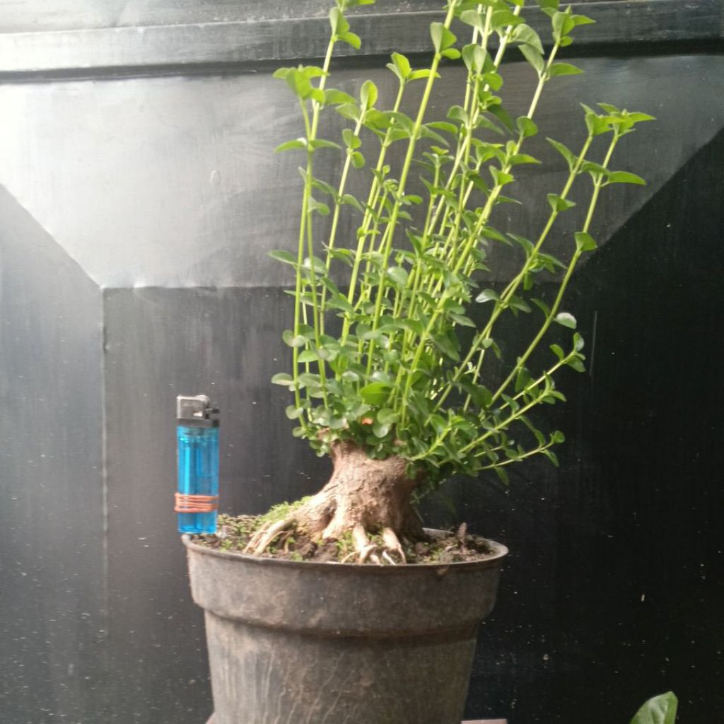 BAHAN BONSAI SANCANG SMALL