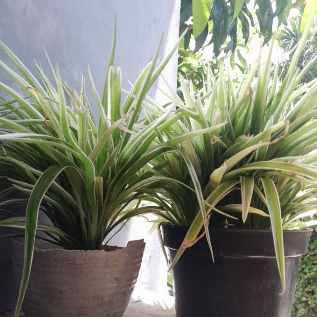 Bibit Lili Paris Putih Harga Termurah