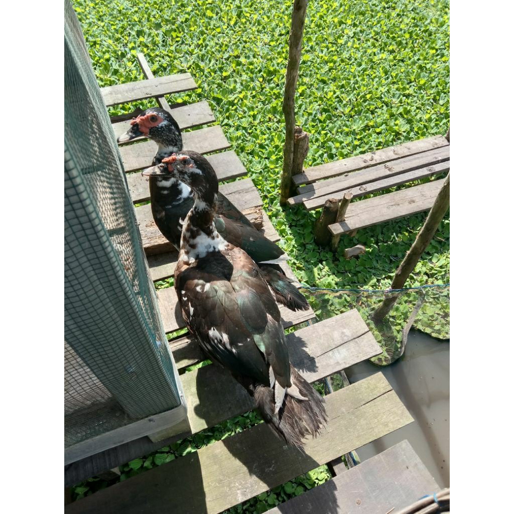 Khusus pengiriman Instant. Bebek Entok hidup. Lahir Mei 2025. Harga 250 ribu/2 ekor