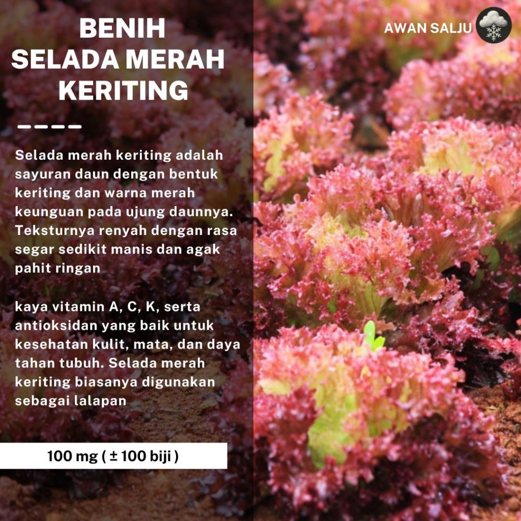 Benih Selada Keriting Merah Bibit Selada Merah Benih Sayuran