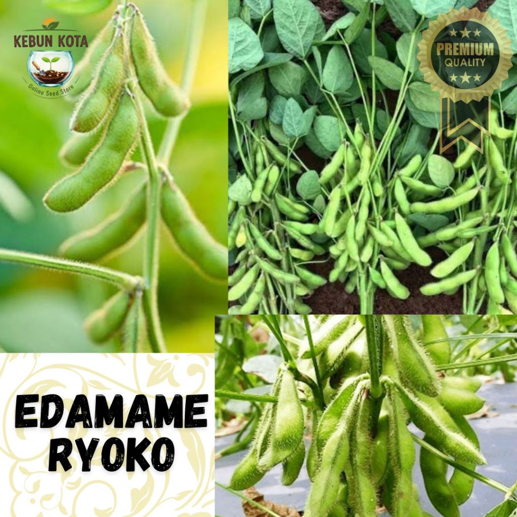 KEBUN KOTA]-Bibit Benih Tumbuhan "EDAMAME RYOKO"