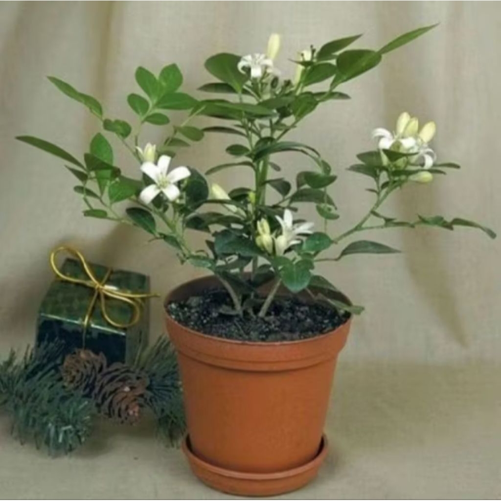 tanaman hias kemuning wangi bunga hias kemuning bunga putih harum tanaman hidup