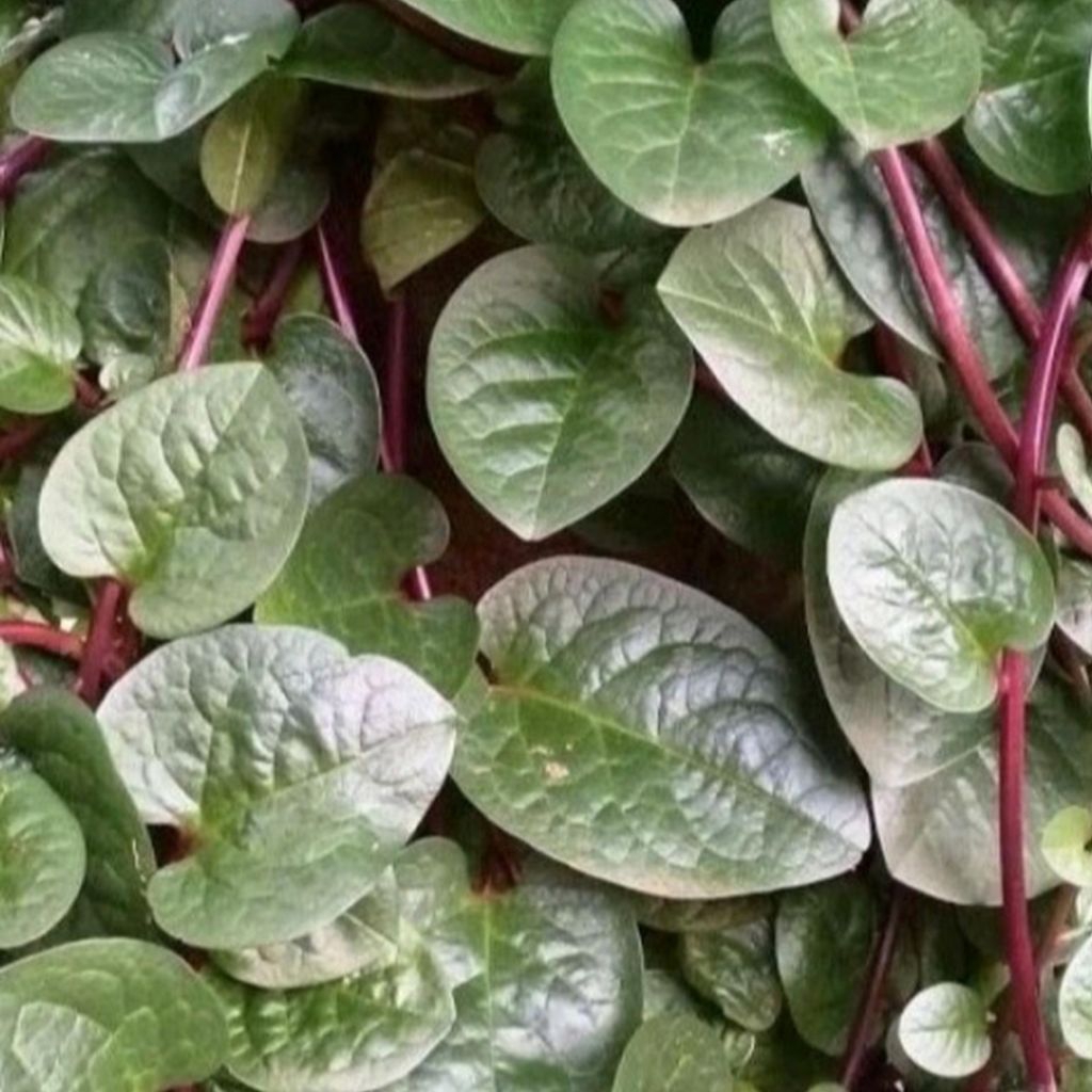 

daun binahong fresh herbal 200 gram