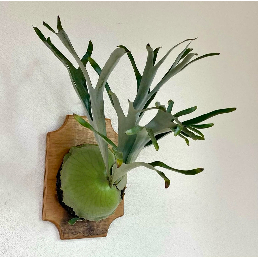 Tanaman Tanduk Rusa Platycerium Alcicorne Africa x Madagascar - Size Medium