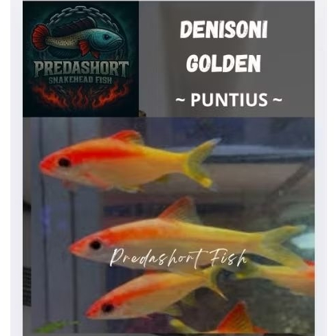 koleksi puntius denisoni golden