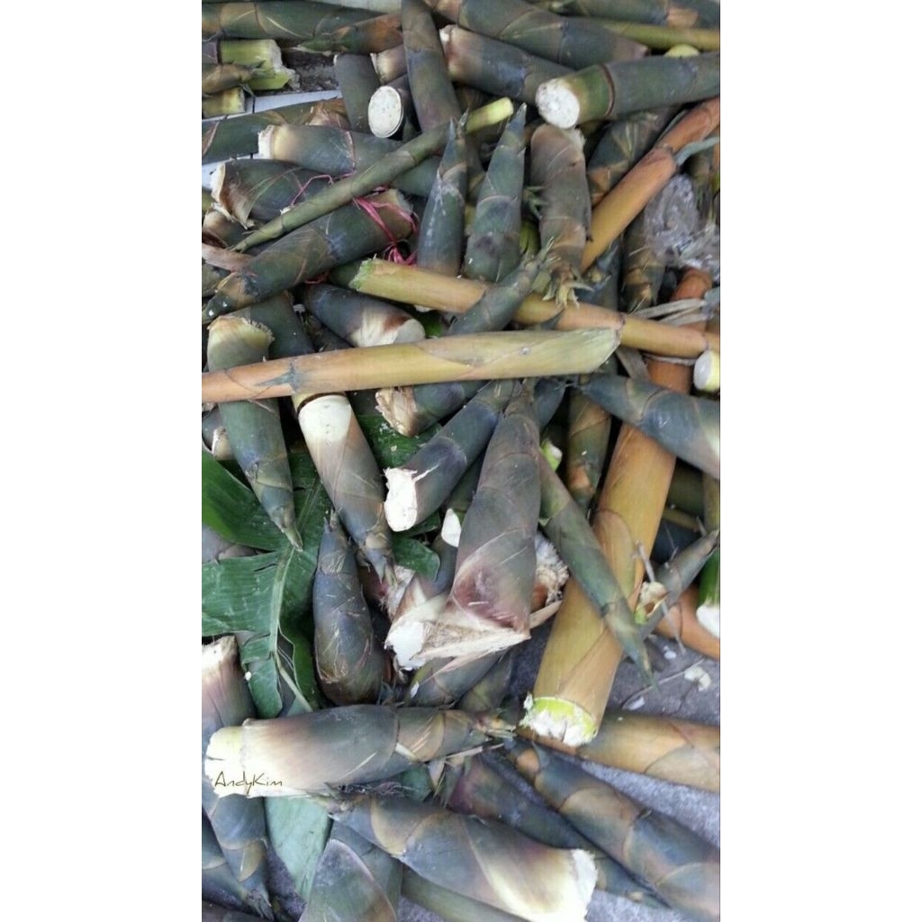 Rebung Bambu Segar -Tunas Bambu Segar Murah