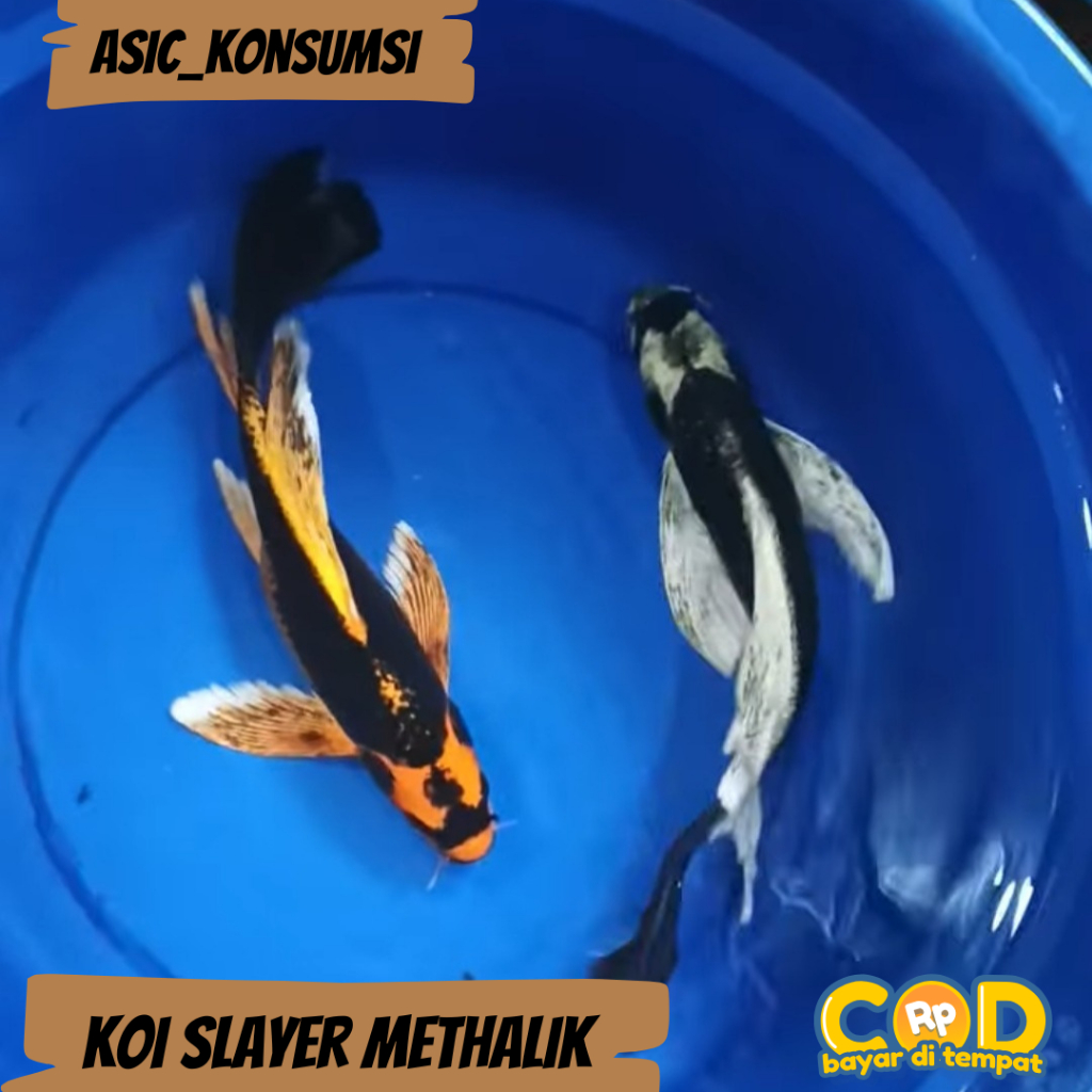 koi slayer metalik kumpay butterfly ( sepasang 2 ekor ) berkualitas terbaik dan bergaransi