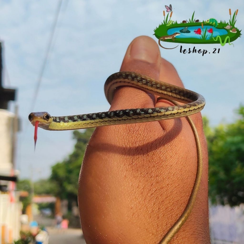 KOLEKSI TALI PICIS MURAH