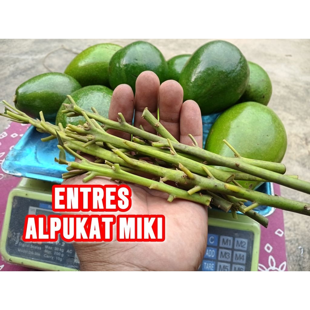Entres Alpukat Miki Asli Super Jumbo Induk Sudah Berbuah.