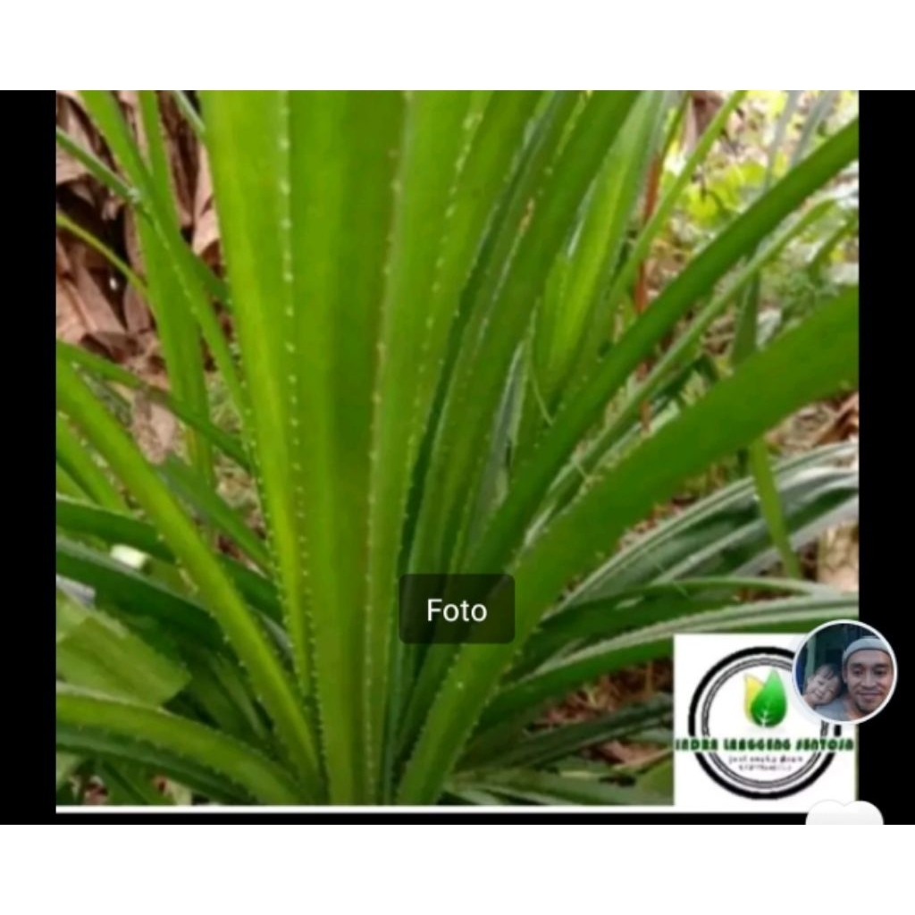 Daun pandan duri
