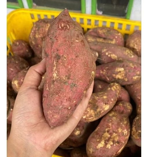 Telo Rambak tela rambat 1kg - Ubi Cilembu Madu Umbi Jalar Rambat Stek Ketela Manis