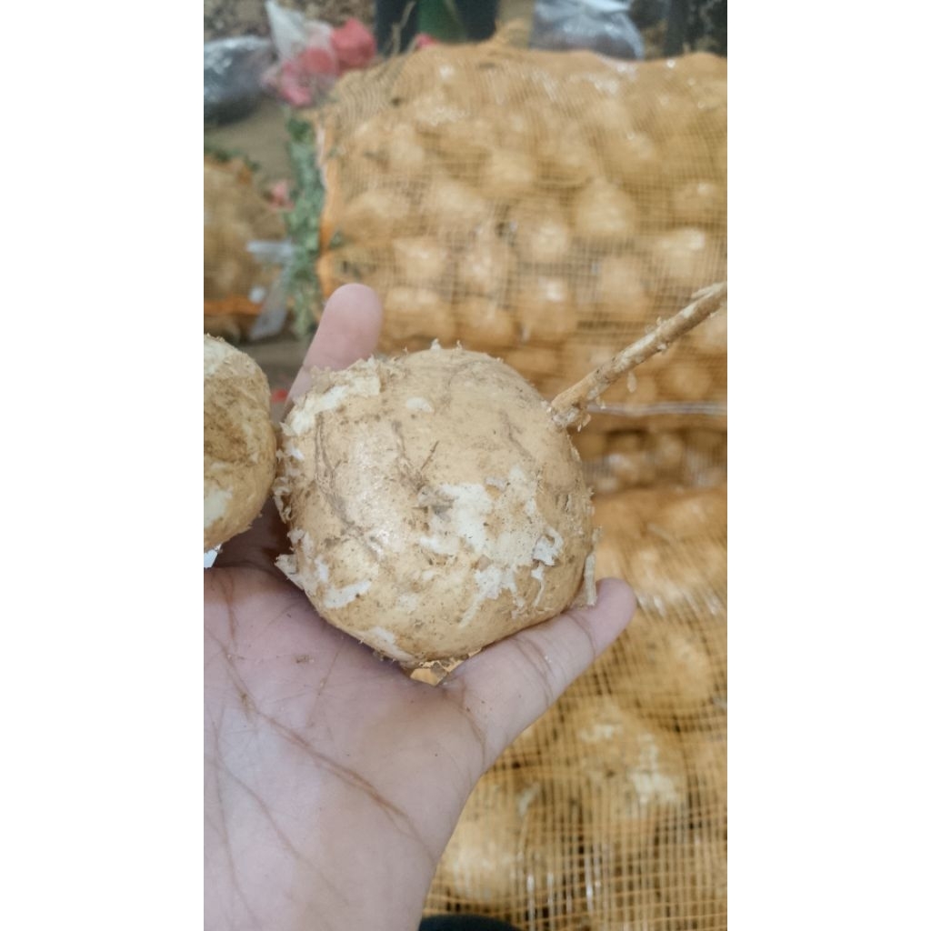 

Buah Bengkuang Segar 1kg - Bengkoang / Jicama / Yam bien Fresh 1 kg Rujak