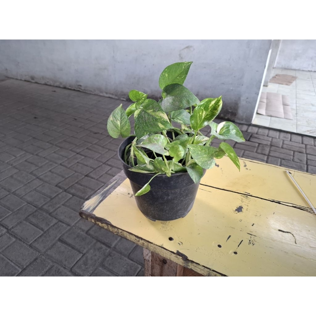 Sirih Gading Sireh Gading Suruhan Gading Gantung Daun Lebat