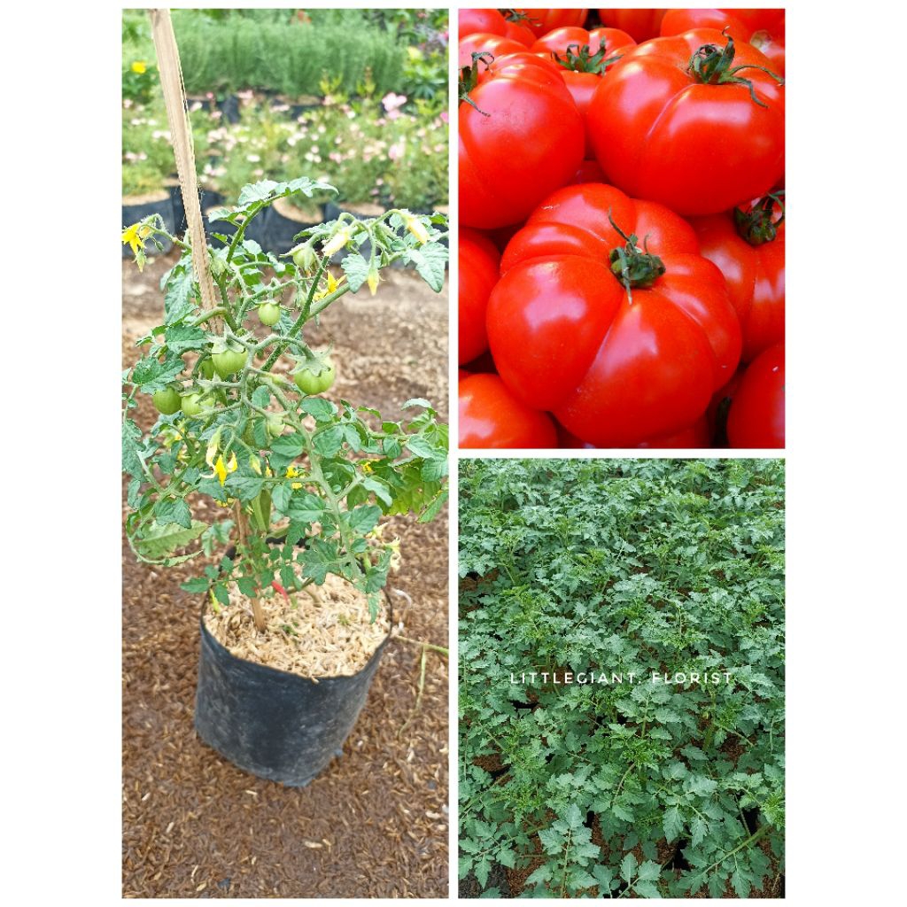 Bibit Tanaman Sayur Tomat Merah Beef