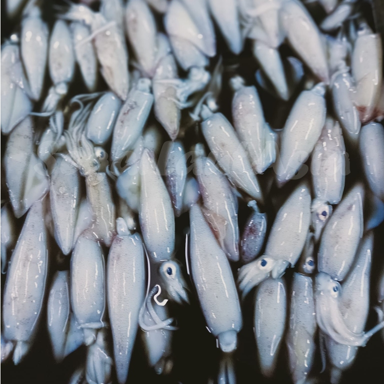 Cumi 1Kg Cumi Segar Cumi Basah Cumi Cantik Cumi Sero Cumi Zero Seafood Cumi Cumi Basah Cumi Segar 1K