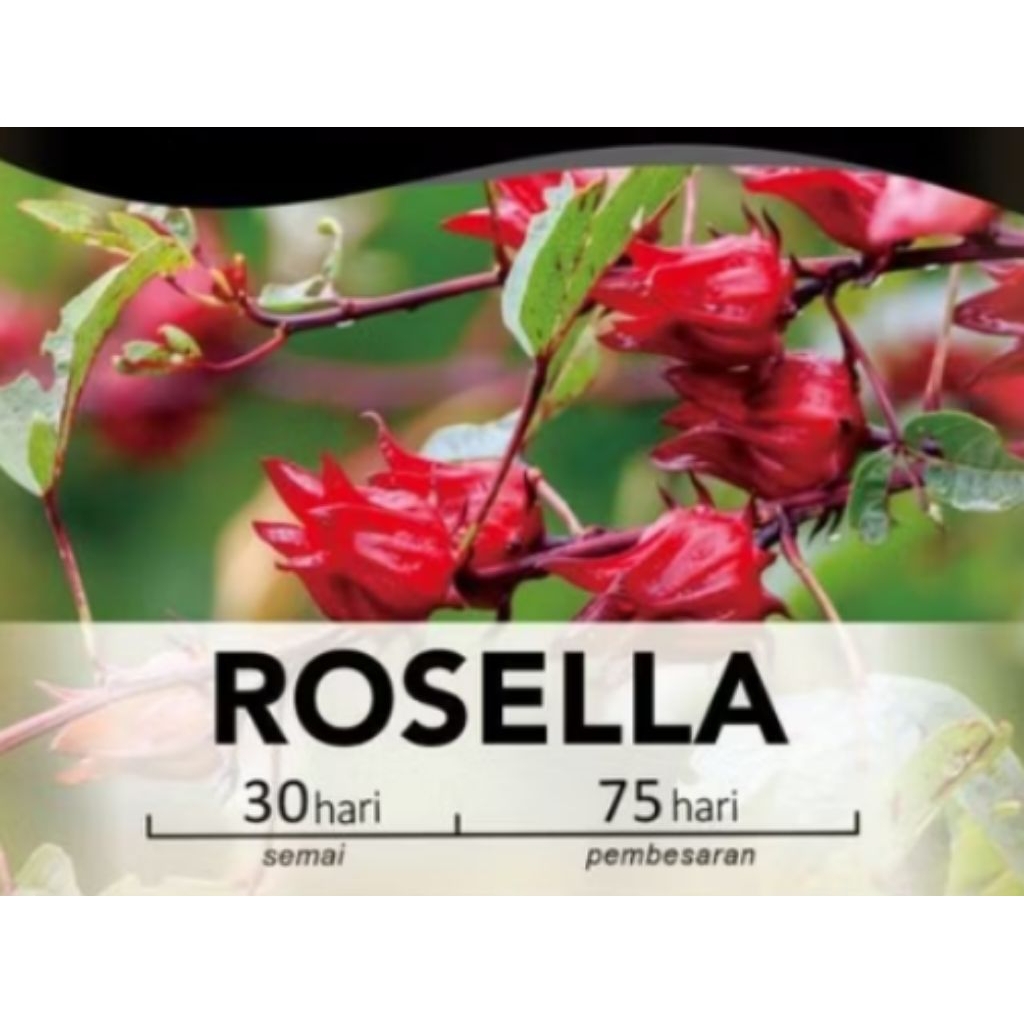 ZAMSTORE  Bibit Rosella Isi  Benih Biji Rosella Merah Ungu Benih Rosella Unggul