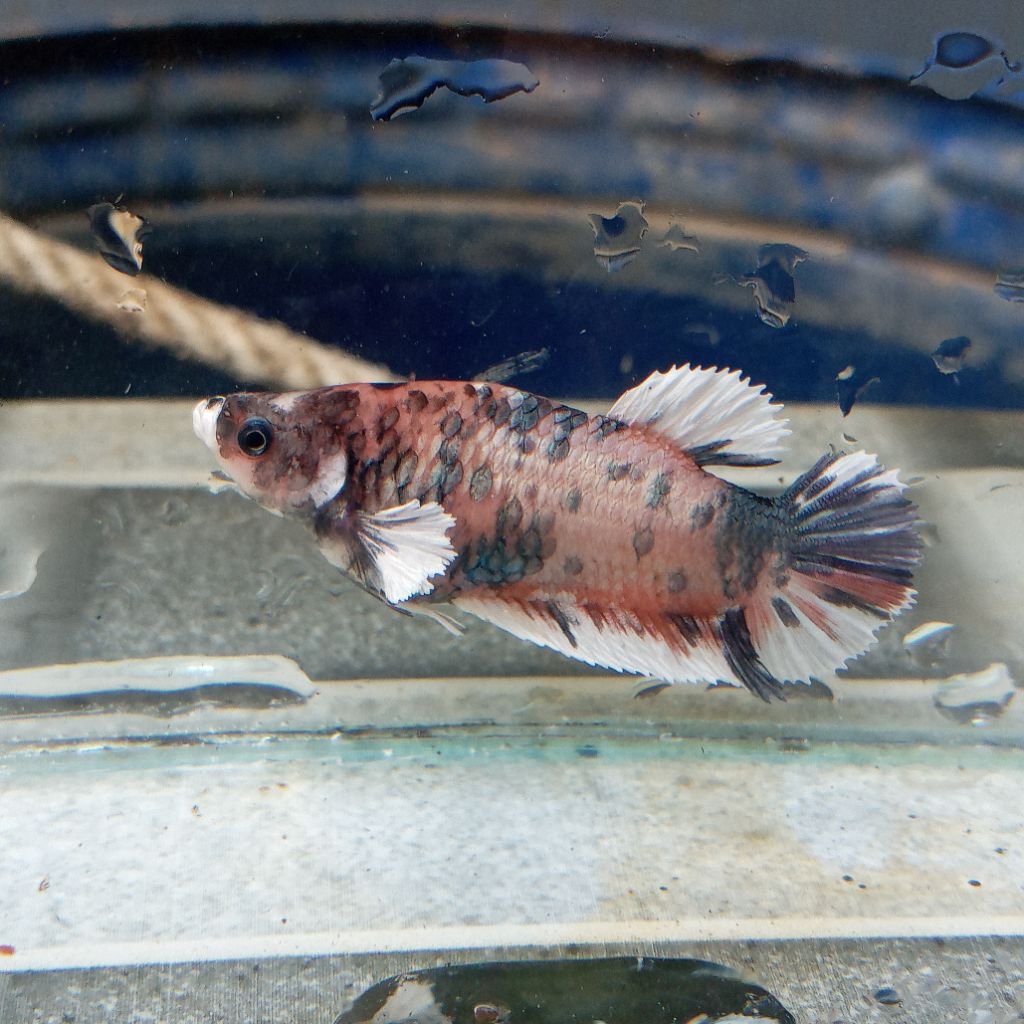 cupang dumbo ear multi betina makan pelet ful telur