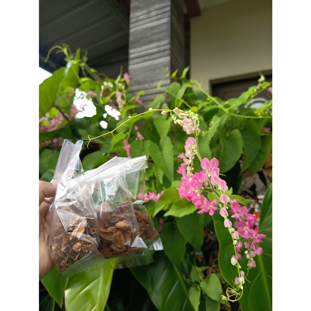 Bibit Bunga Pink Air Mata Pengantin AMP Biji Tanaman Air Mata Pengantin Merah Muda Murah