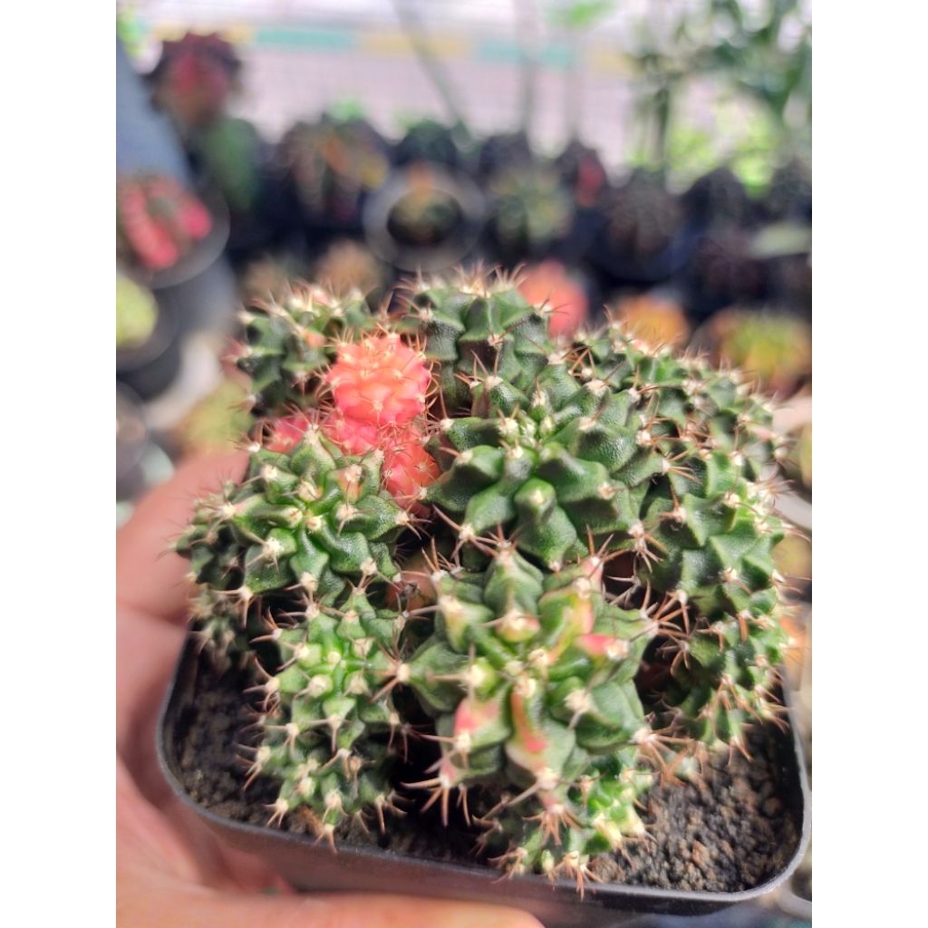 Gymno Miha Multicolour Unik Anak Keroyokan