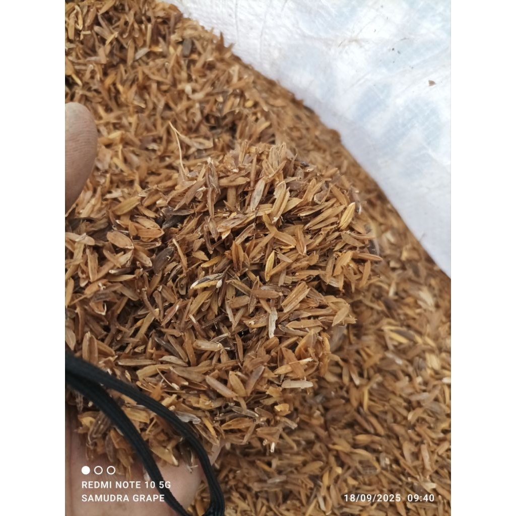 sekam lapuk hasil fermentasi