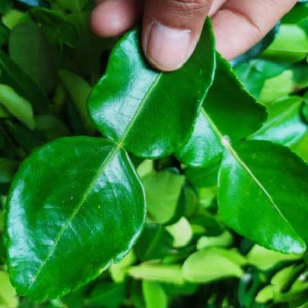 

jeruk daun jeruk daun jeruk purut fresh daun bumbu bumbu masak bumbu sambal pecel jeruk purut 100gram