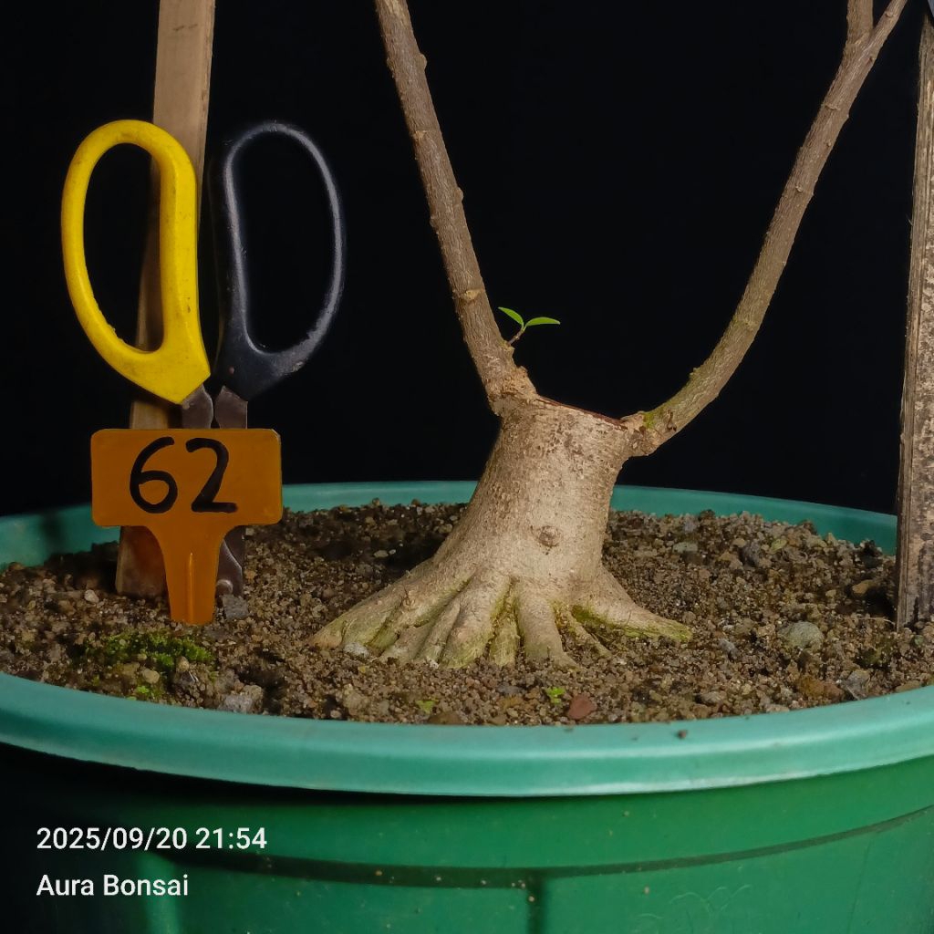 62 - Bahan Bonsai Anput Mame