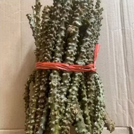 

Batrawali Brotowali untuk sapih lagi / 10pcs