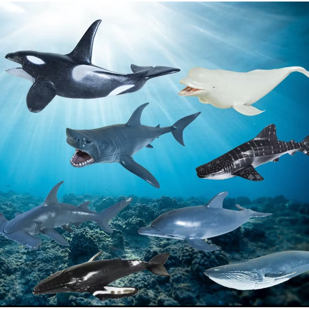 Paus - ikan paus orca - paus Beluga - Paus bungkuk humpback whale - Blue Whale Paus Biru - Paus Sper