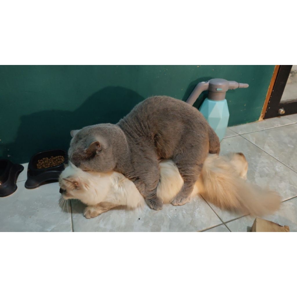 Jasa pacak BSH Munchkin import