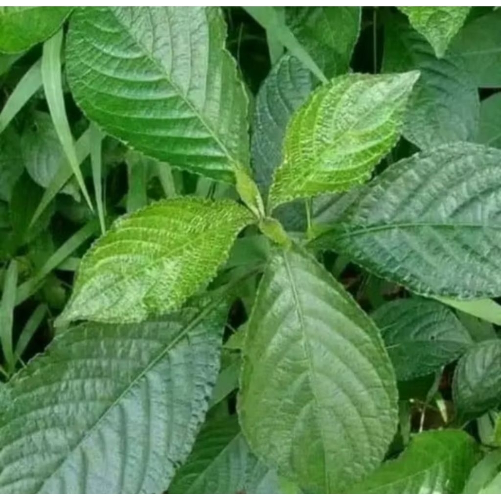 Tanaman Pecah Beling / Daun Pecah Beling Herbal Segar