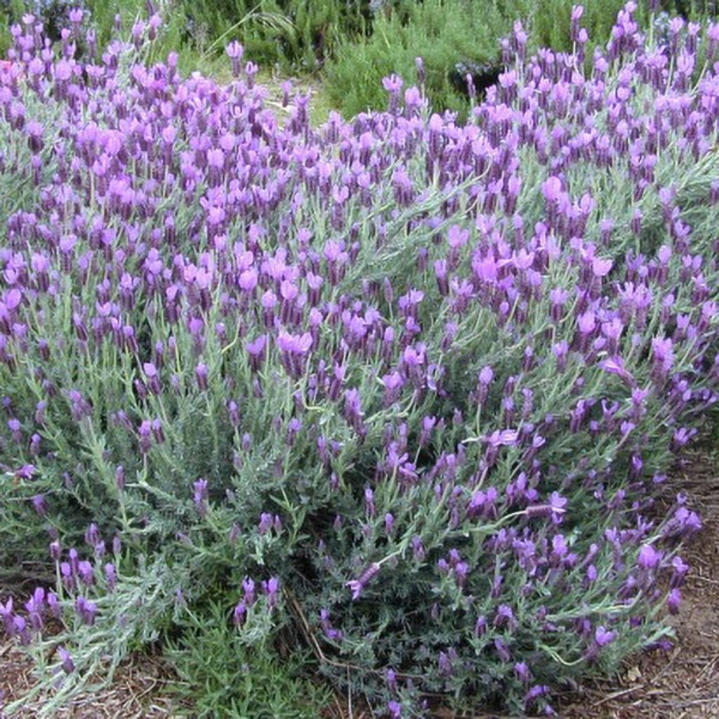 Tanaman Lavender Mexico (ASLI) / Mexican Lavender / Spanish Lavender / Lavandula Stoechas / Cuphea H
