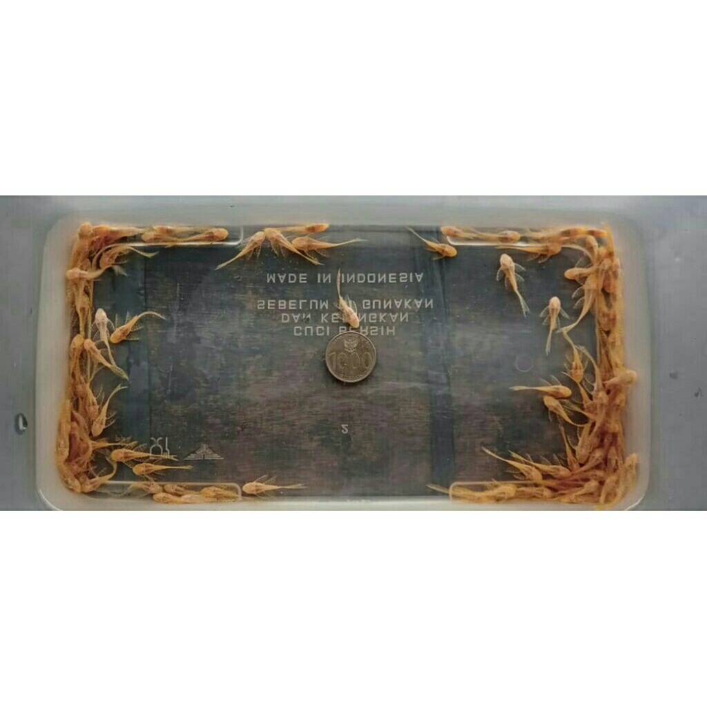 Brushmouth Slayer Albino 8 ekor (2,5cm)