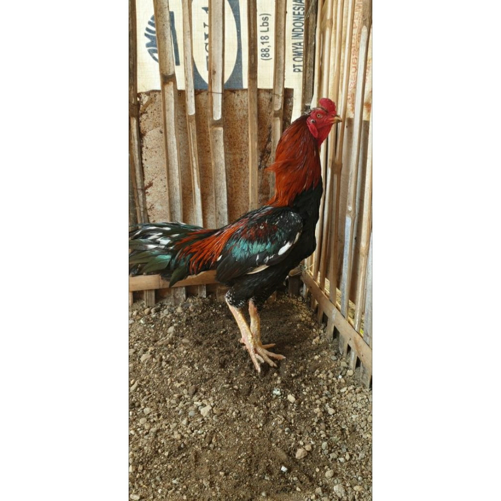 Telur fertil ayam bangkok