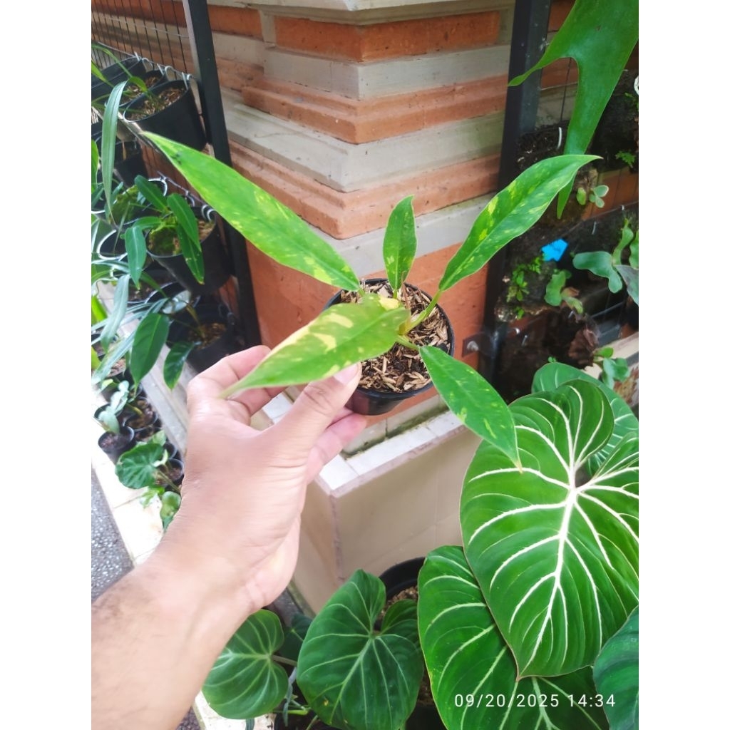 philodendron ring of fire