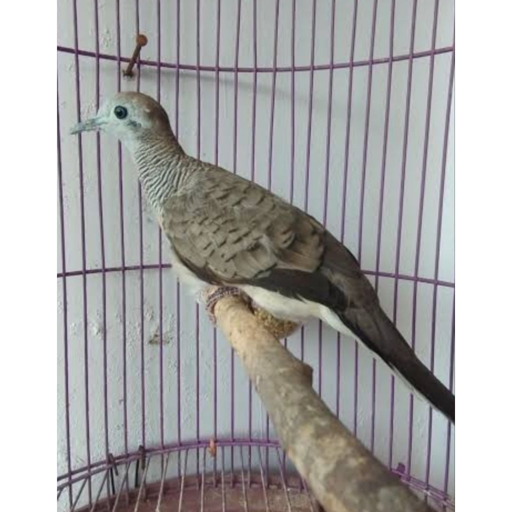 Burung perkutut bangkok