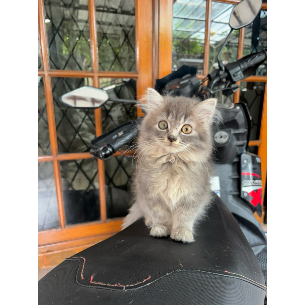 Kucing Persia Jantan Abu  3 bulan