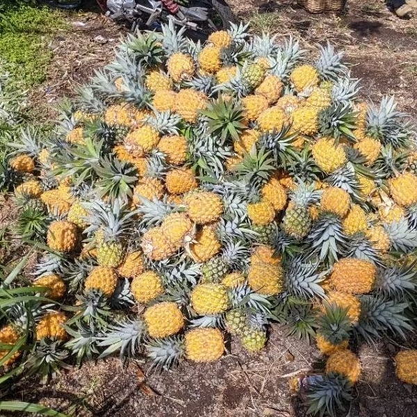 Nanas madu asli Belik Pemalang ukuran C