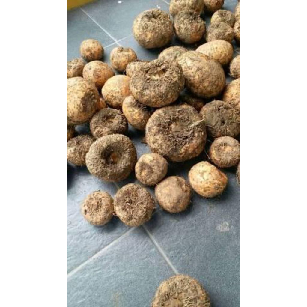 umbi iles-iles/walur 1kg