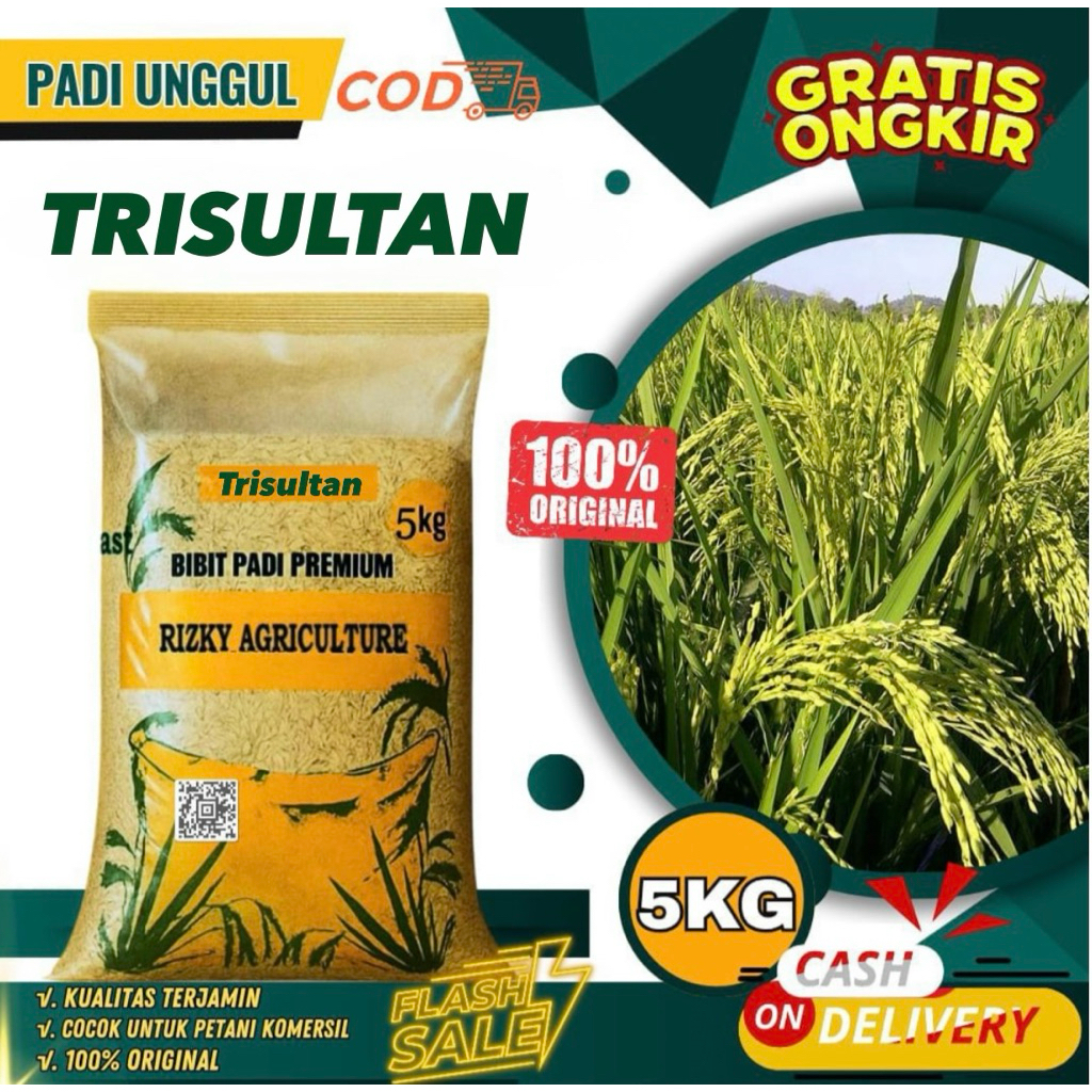 BENIH PADI BIBIT PADI TRISULTAN KUALITAS UNGGUL KEMASAN 5 KG