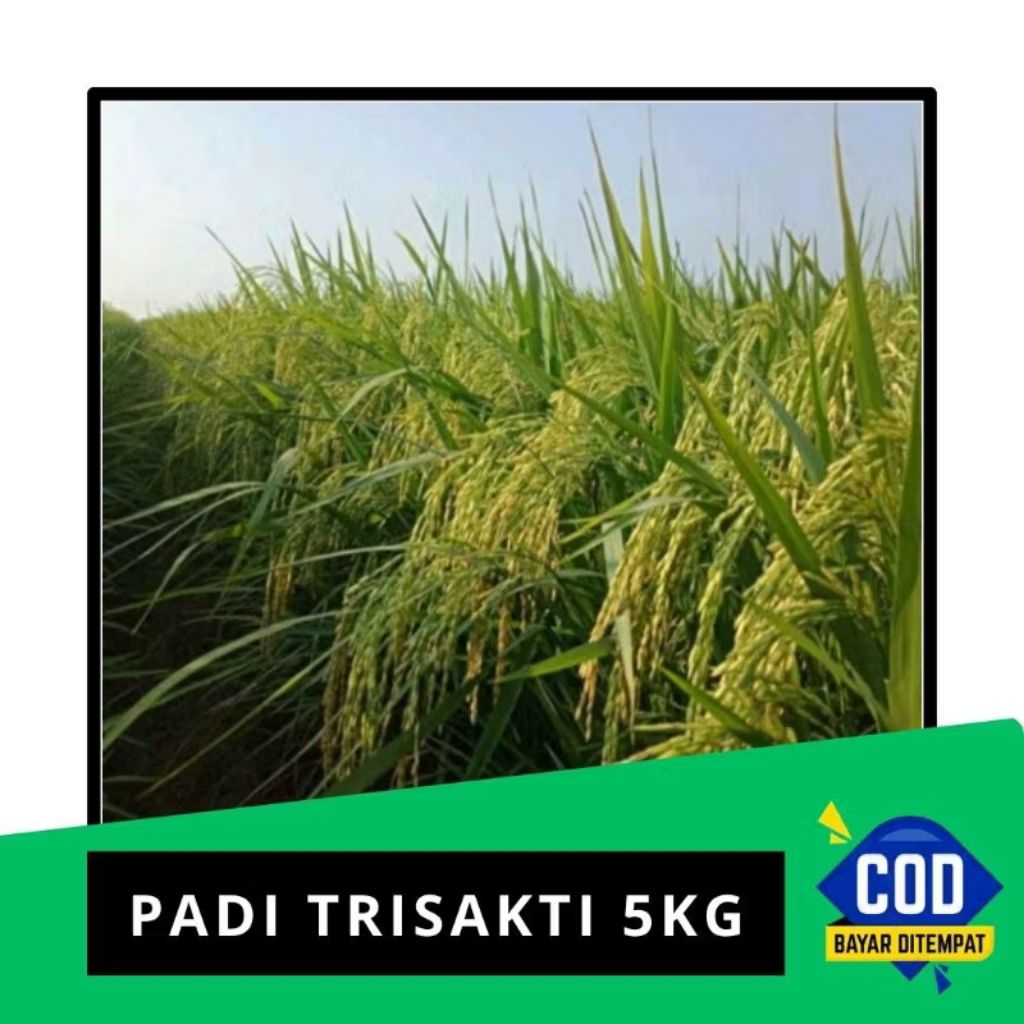 BENIH PADI TRISAKTI ORIGINAL 5KG
