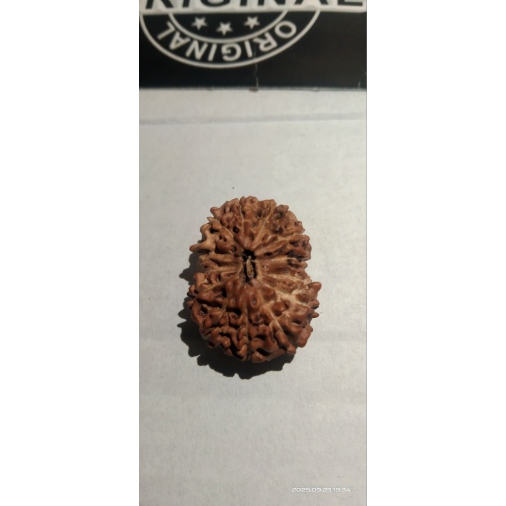 rudrakhsa mukhi 13 big size 23mm