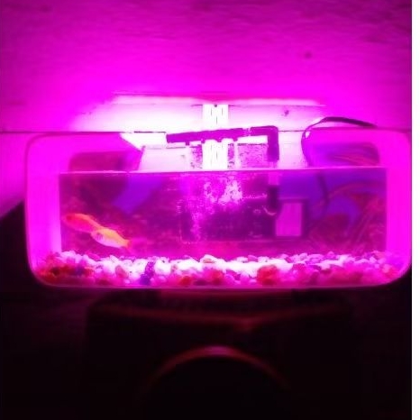 lampu led aquarium mini 5v pink ungu 6mata