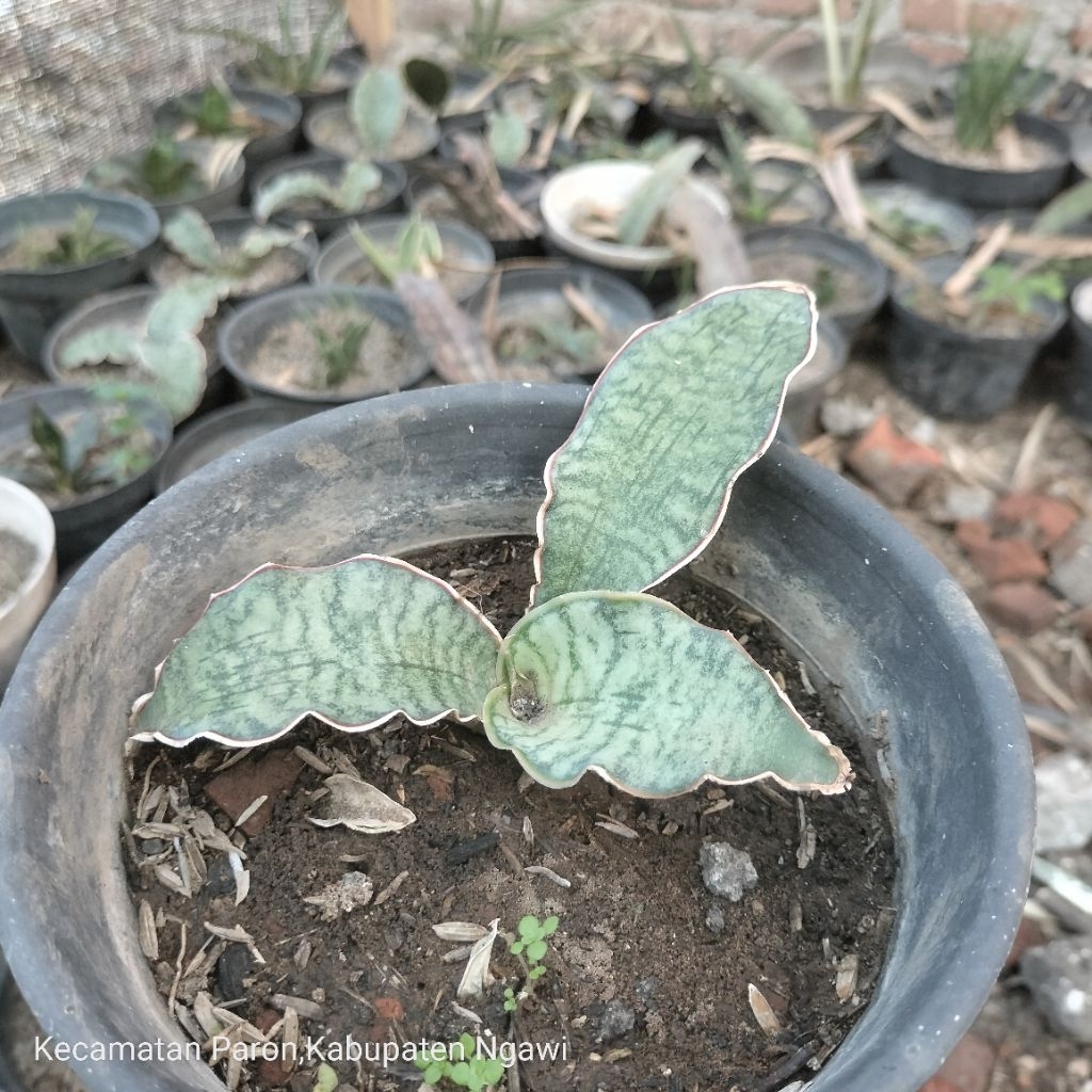 Sansevieria Silver Blue