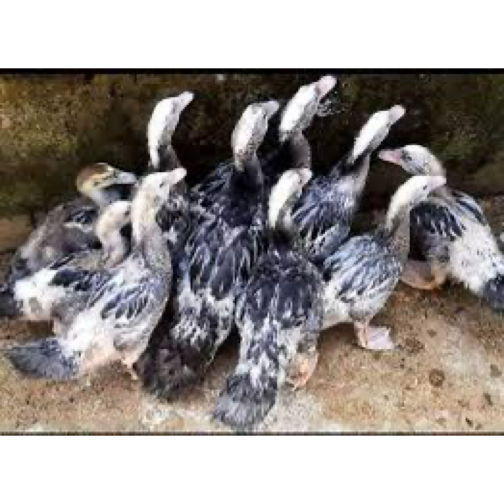 TELUR FERTIL MENTOK HIAS MILENIAL UNTUK DITETASKAN