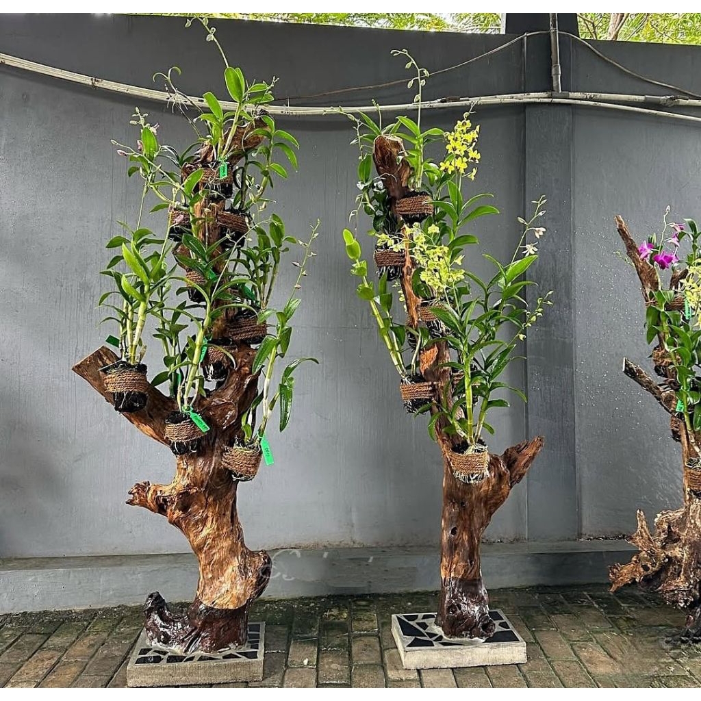 Terbaru) Bongol kayu Kopi+Pot Cor/untuk Media TempelAnggrek Ready Siap Kirim